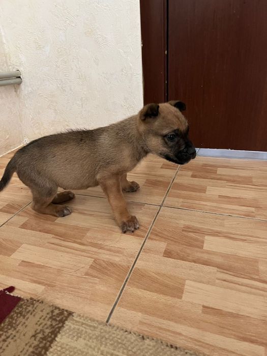 Кушік суйкімді кішкентай.