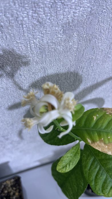 Лимон и Мандарин, мята