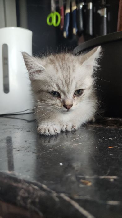 Котята  скотишстрайт