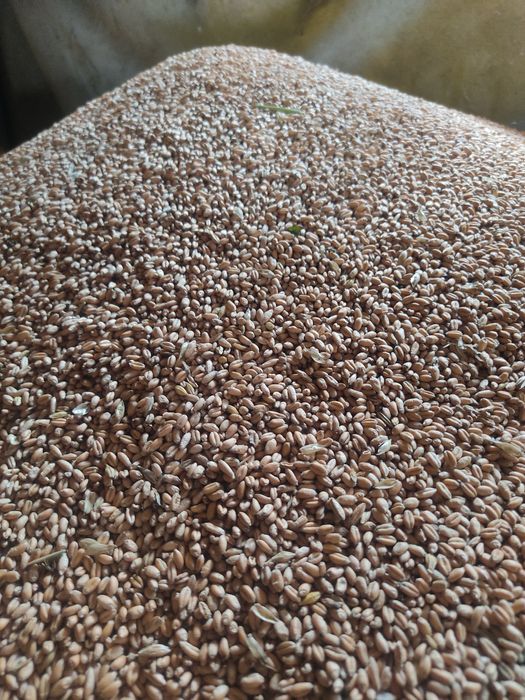 Vând grâu, triticale și porumb de calitate