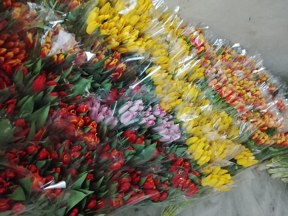 Тюльпаны Петропавловск