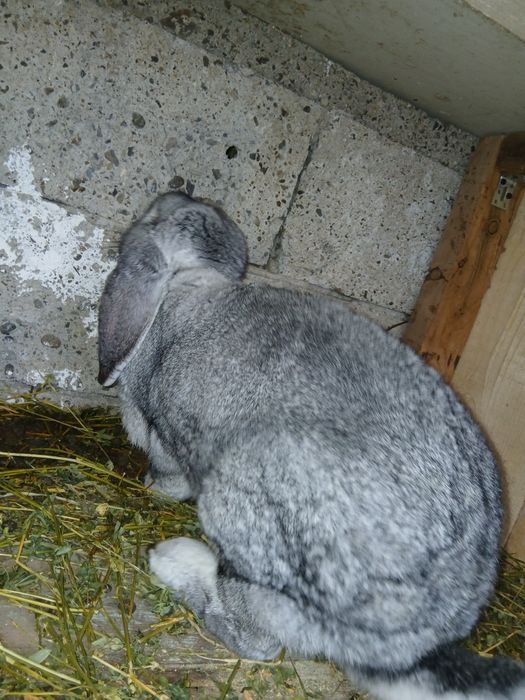 Vând iepuroaică berbec german gestantă!