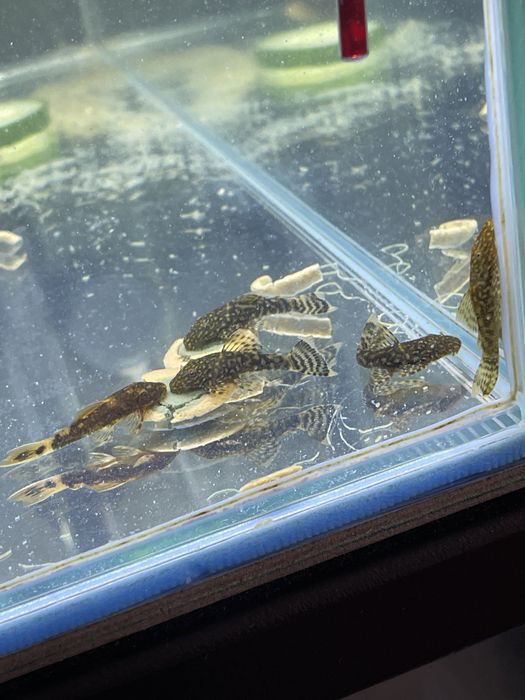 Продам сомиков-анцистров