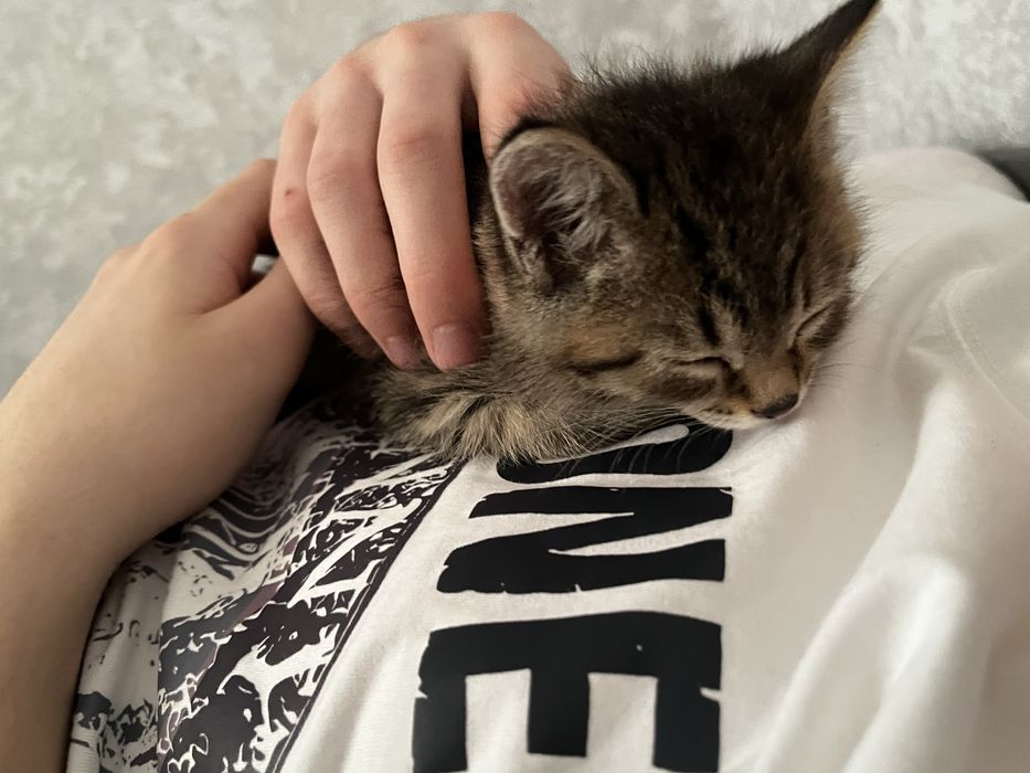 Продаю котенька мальчика