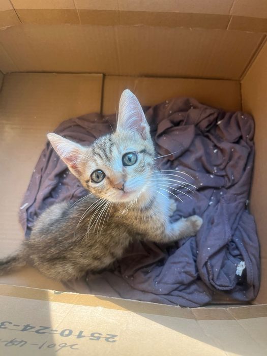 Котенце на 2 месеца, женско