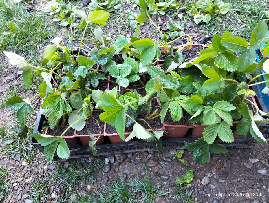 Stoloni capsuni la alveole