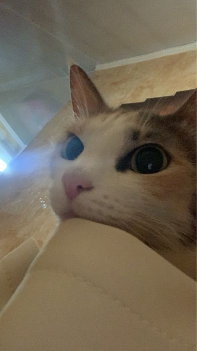 Отдам Кошку в хорошие ручки
