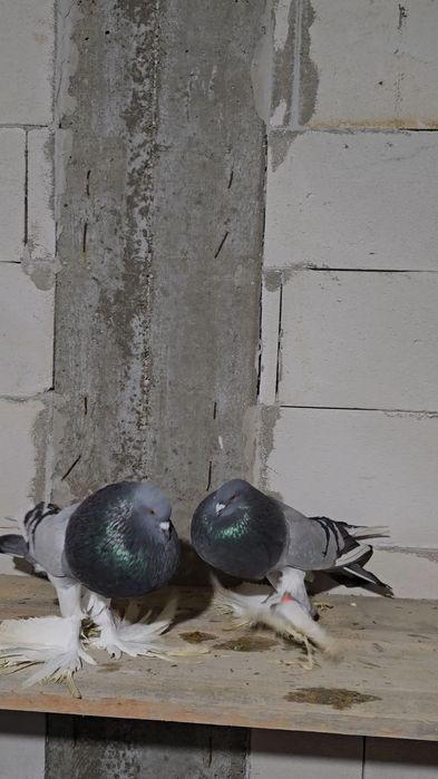 Porumbei de ornament,gulerati,indian,gusat de pomerania