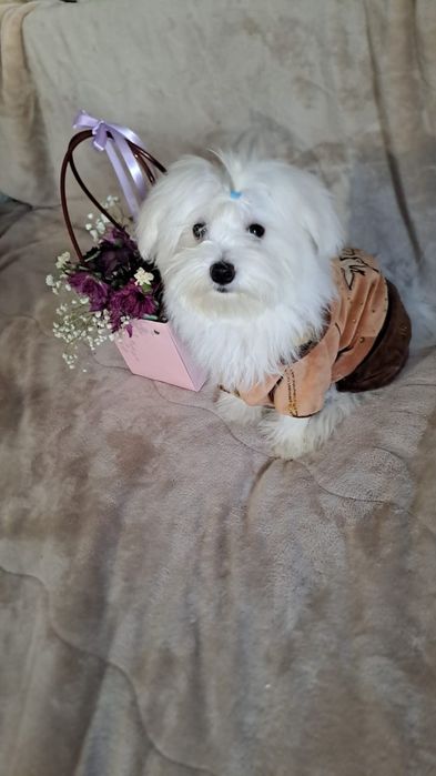 Кукляшки щенки мальтеза