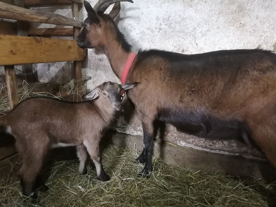 Capră alpina franceza