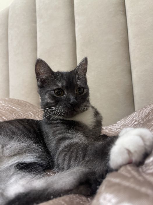 Отдам в добрые руки