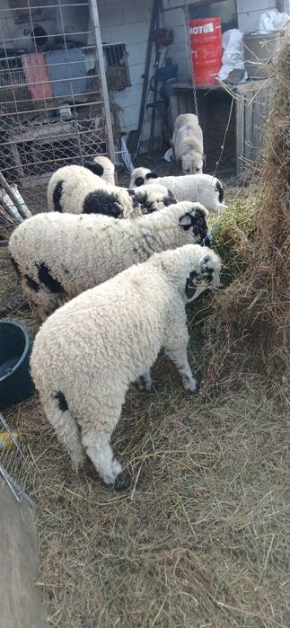 Oi tinere  de vânzare  mioare