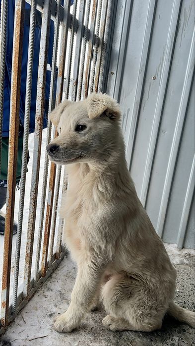 Отдам щенка, мальчик