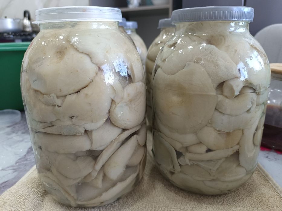 Продам грибы грузди