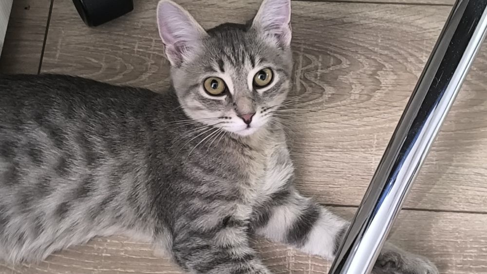 Отдадим котят в хорошие руки