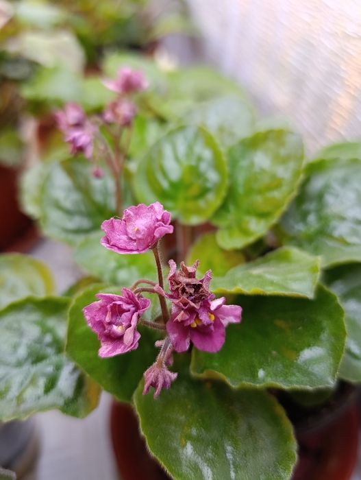 Цветы на подоконнике