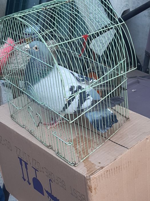 Vând porumbei voiajori