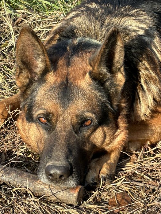 Немецкая овчарка на вязку мальчик