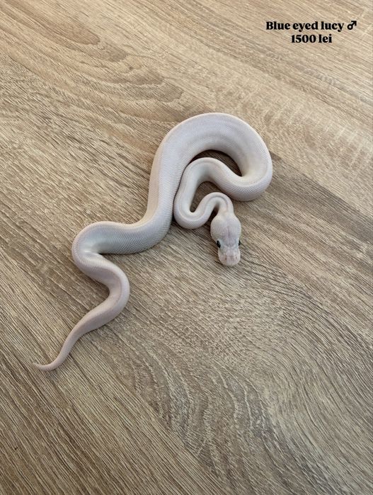 Pitoni regali puiuti