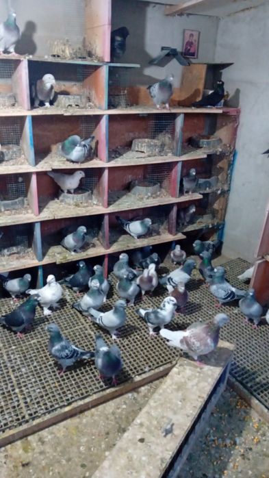 Voiajori standard de frumusețe