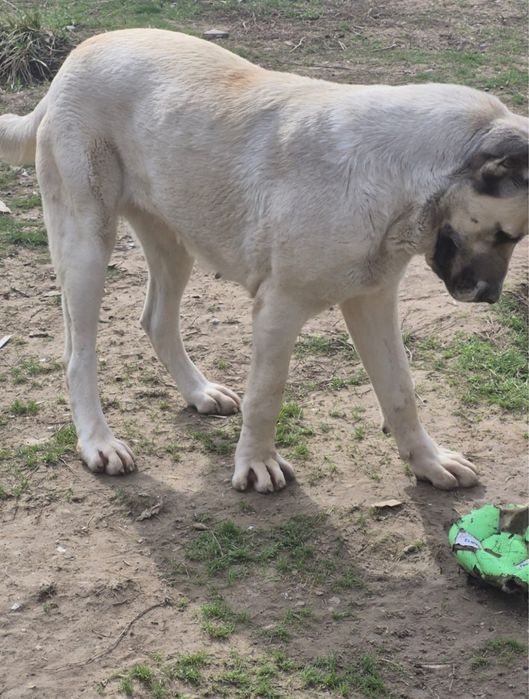 Собака алабай