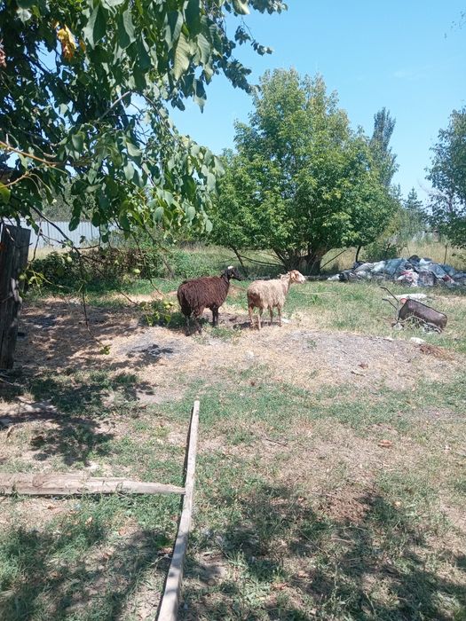 Продам баран матки.