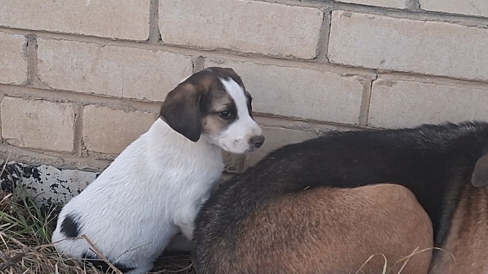Собаки охотничьи