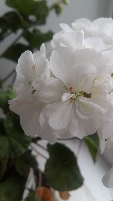 продаю укорененные черенки герани