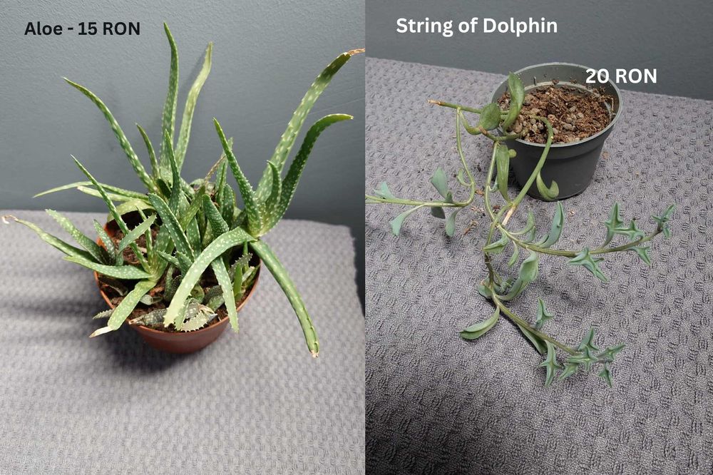 Plante de apartament