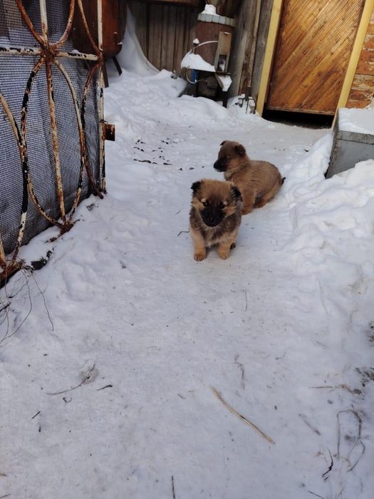 Отдам щенят двух месяцев в хорошии руки