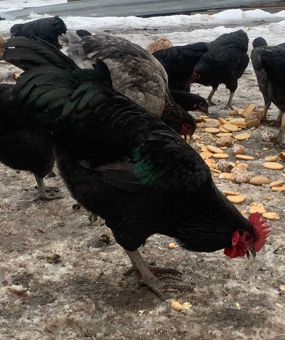 Продам петушков джерсийского гиганта