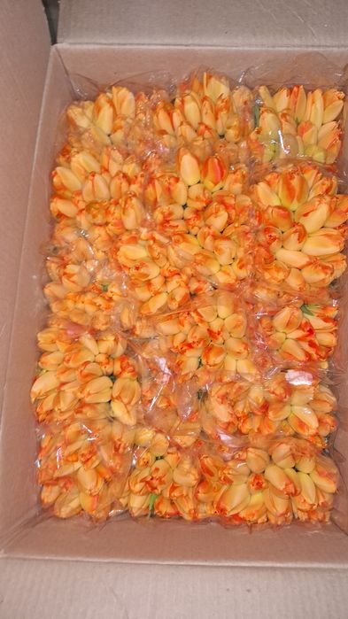 Тюльпан оптом Беларусь