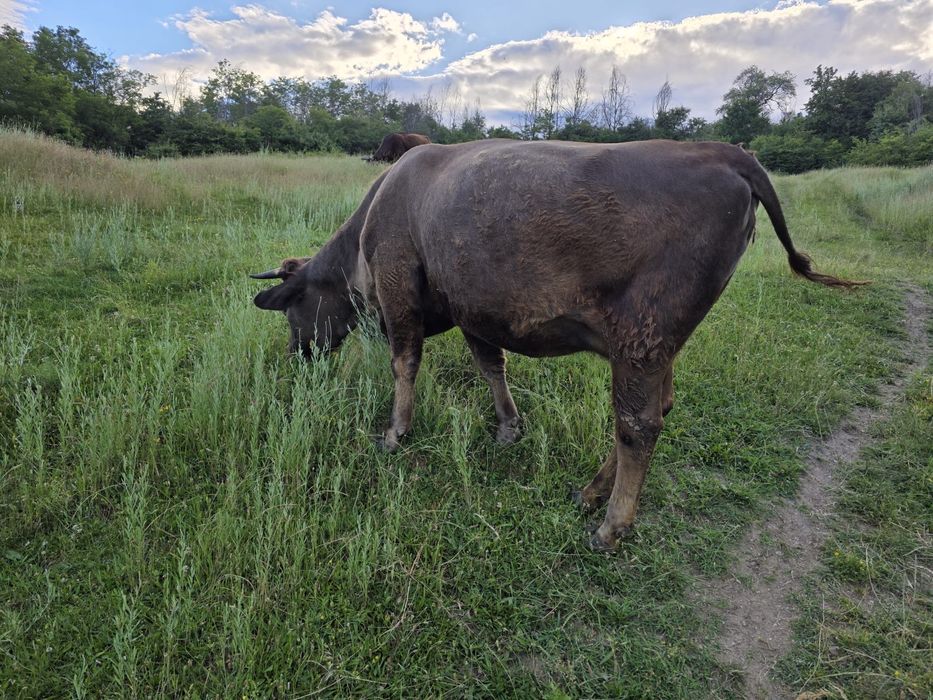 Vaca de vanzare GESTANTA