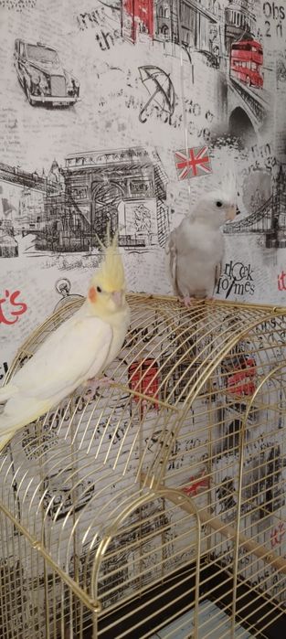 Продаю попугаев 2