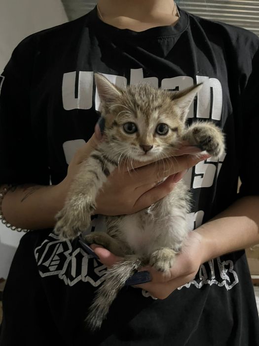 Котята в добрые руки