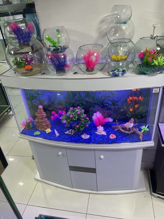 Akvarium baliqlar AquaTerra do'koni Magazin