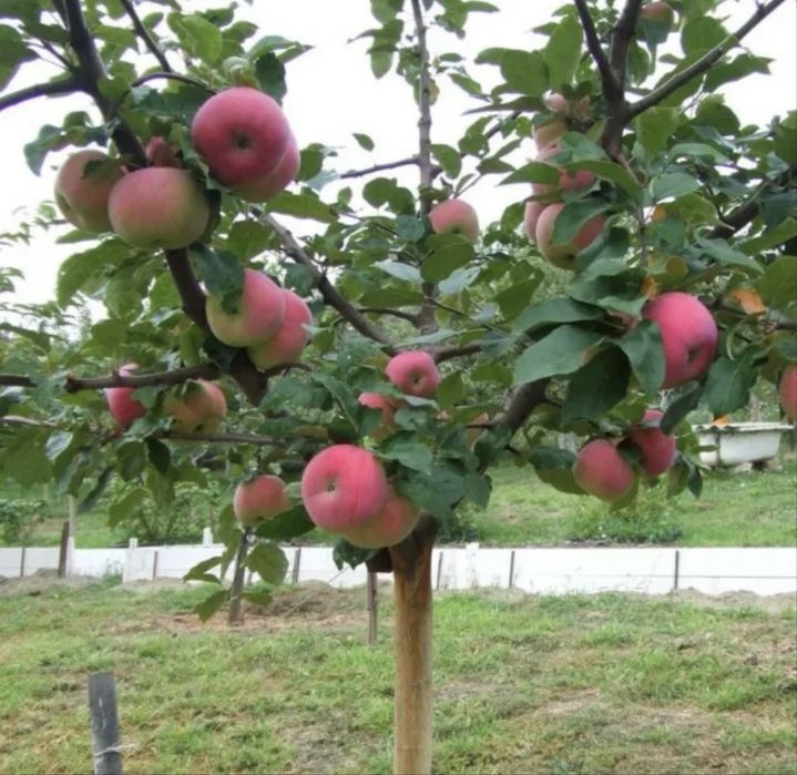 Саженцы яблони, груши, тополь