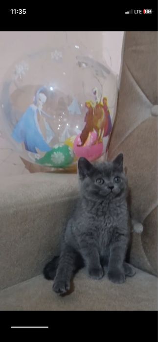 Британский страйт девочка 2 месяц в ташкенте