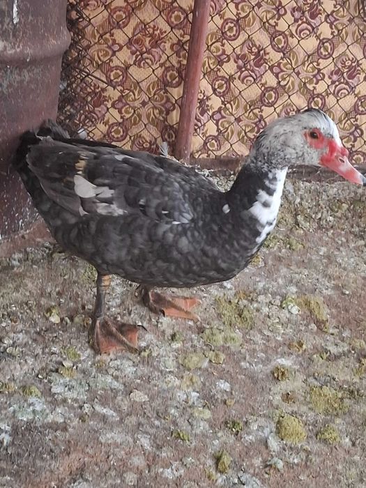 Неми патици.Мъжки свободен.