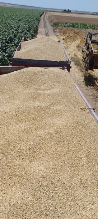 Vand  grau si porumb cu incarcare