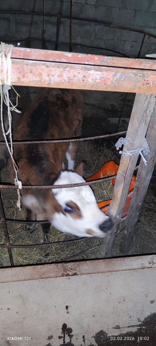 Теленок 25 дней молочной породы