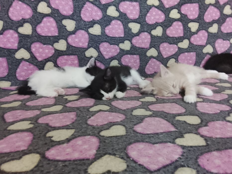 Отдам ушастых котят