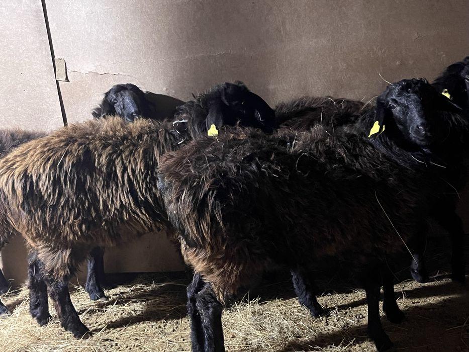 Семіз еркек ұрғашы тоқтылар