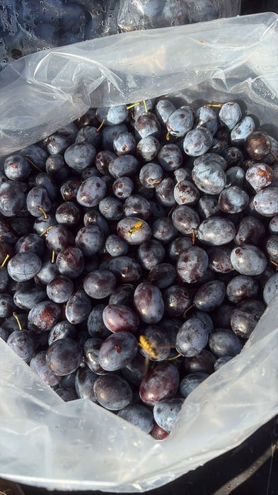 Vand prune pentru  tuica