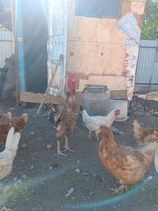 Продам срочно дакана