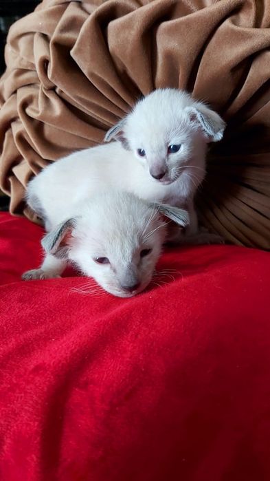 ВОСТОЧНЫЕ кошки. Ориентальные,-  котята