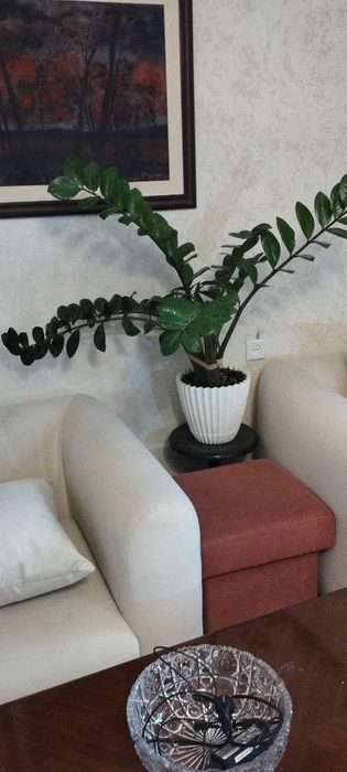 домашний цветок замиакулькас большой