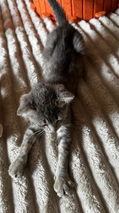 Котенок девочка 2 месяца вислоухая