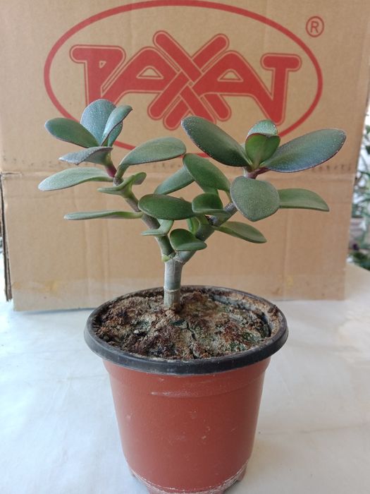 Денежное дерево, хороший подарок.