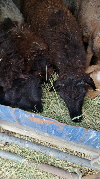 Кой бараны продам